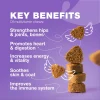 Dog Vitamins 15 in 1 Dog Multivitamin Chews